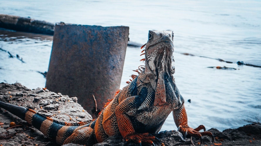 Iguana sobre piedras