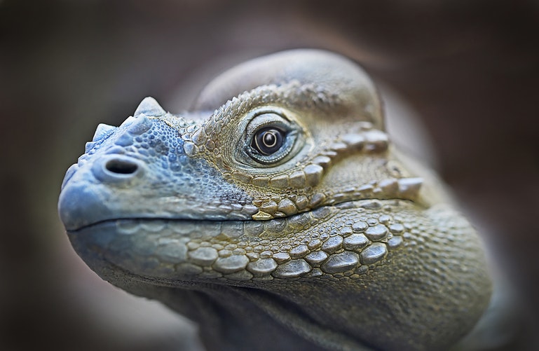 Rostro de una iguana